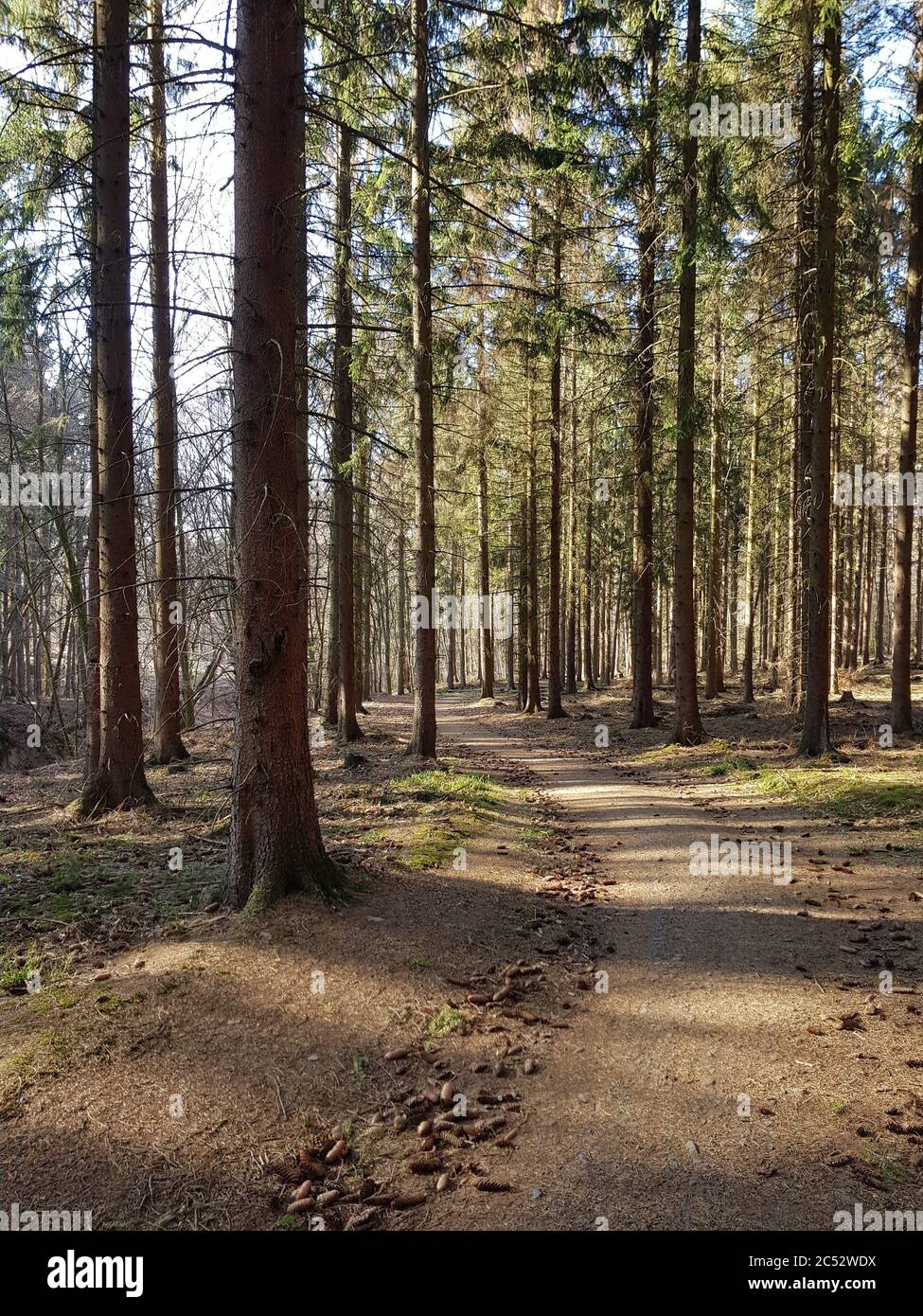 Vertical shot of a forest with tall trees Stock Photo - Alamy