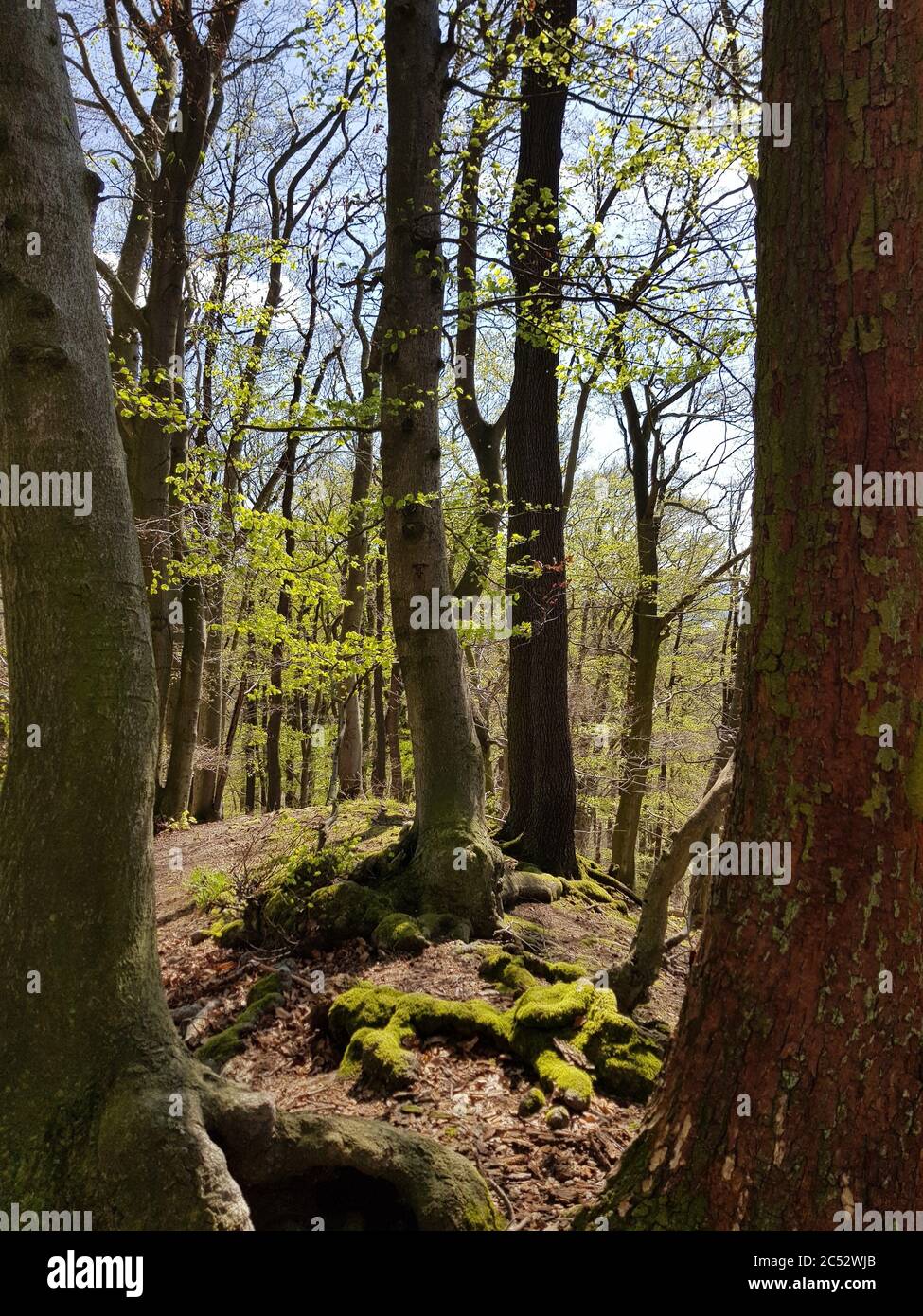 Vertical shot tall trees hi-res stock photography and images - Alamy