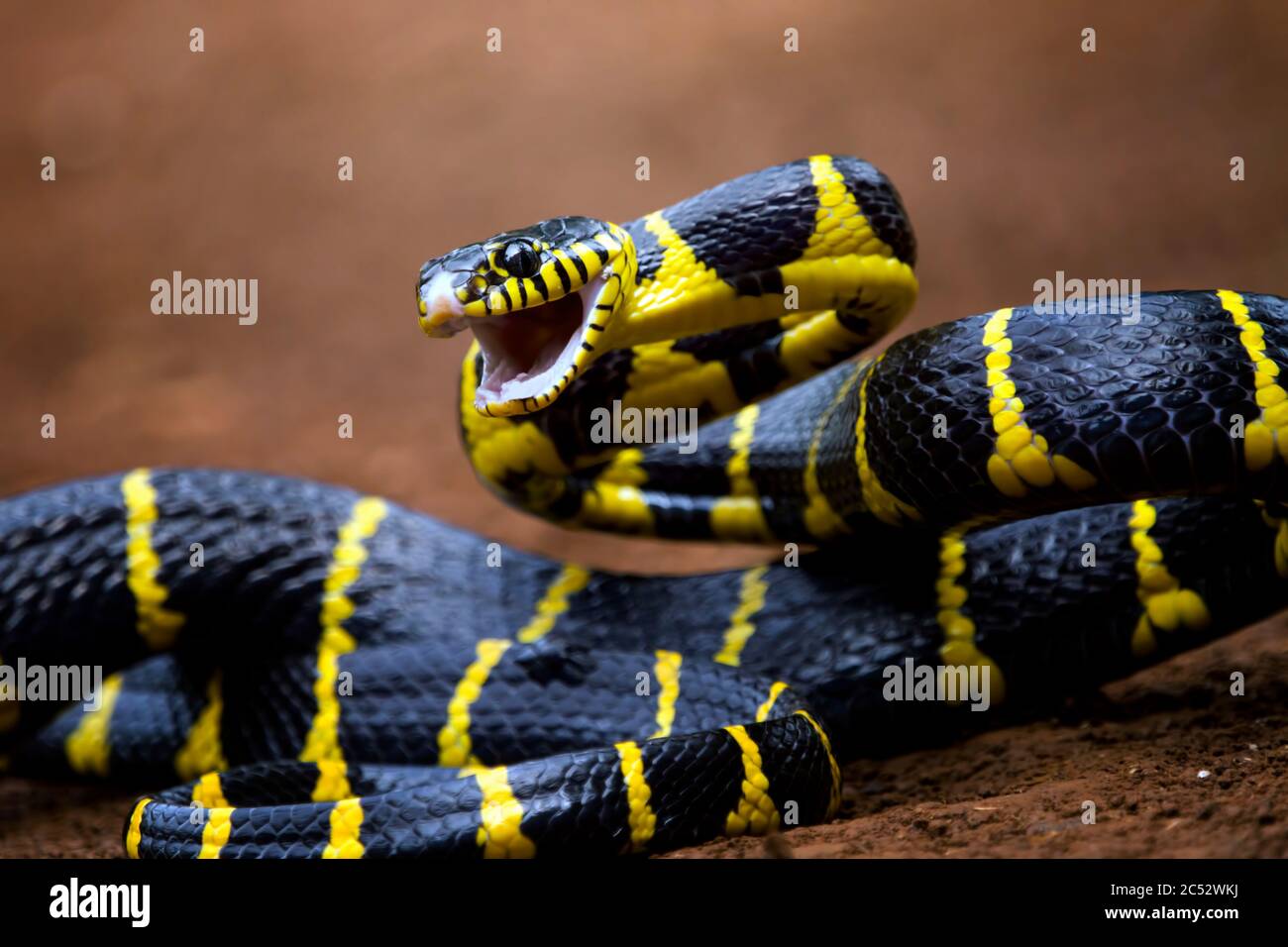 Sedge Viper Ready To Strike Atheris Photograph by Nhpa - Pixels