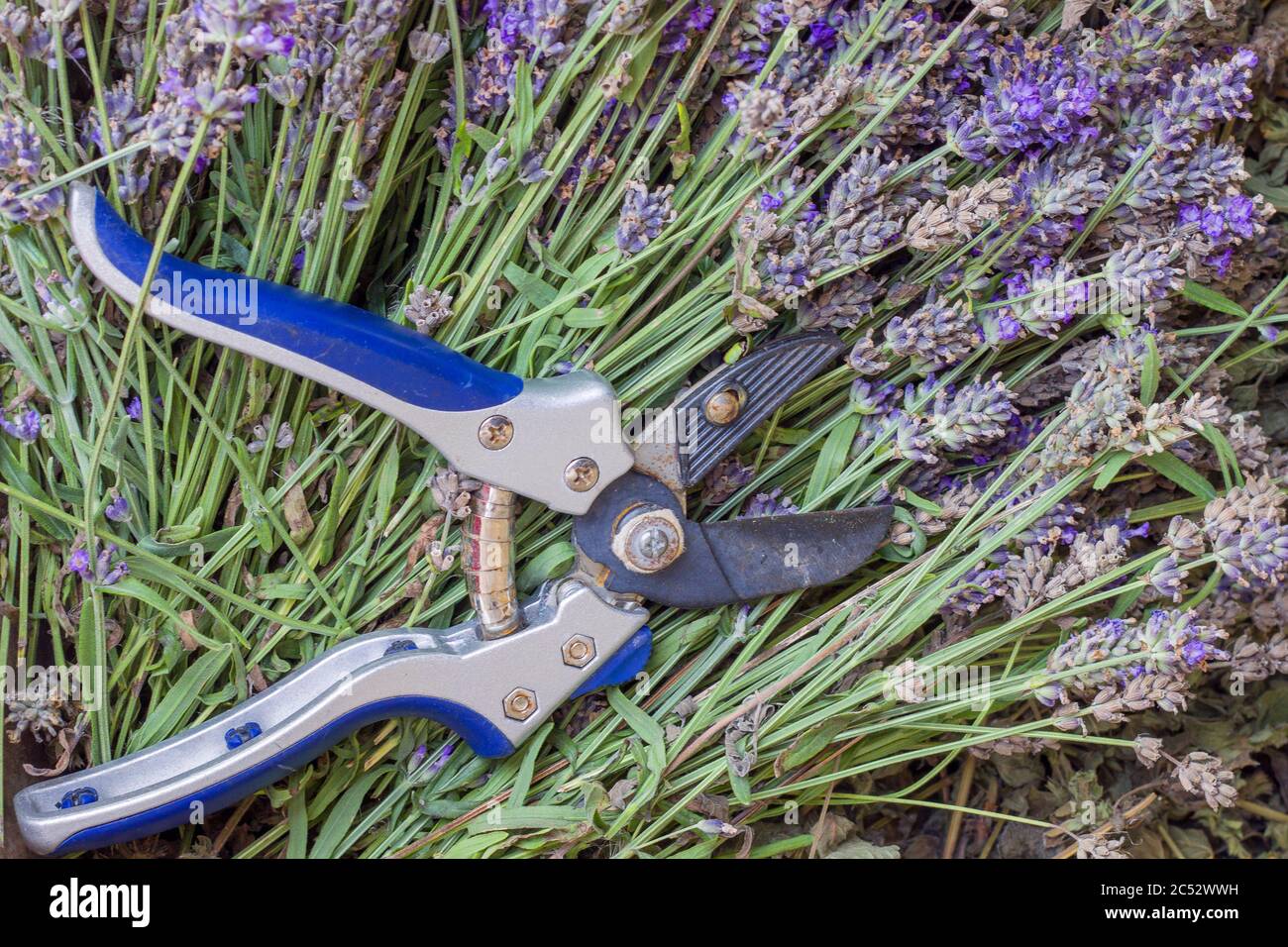 A bunch of ripe lavender harvested, against the background of growing bushes of lavender, secateurs tool for cutting lavender. Stock Photo