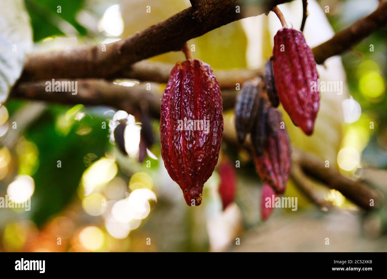 chocolate, cocoapods, cocoa, cocoa bean, cacao, beans, agriculture, farm, colombia, south america, minca, fruit, red, plant, nature, green, food, gard Stock Photo