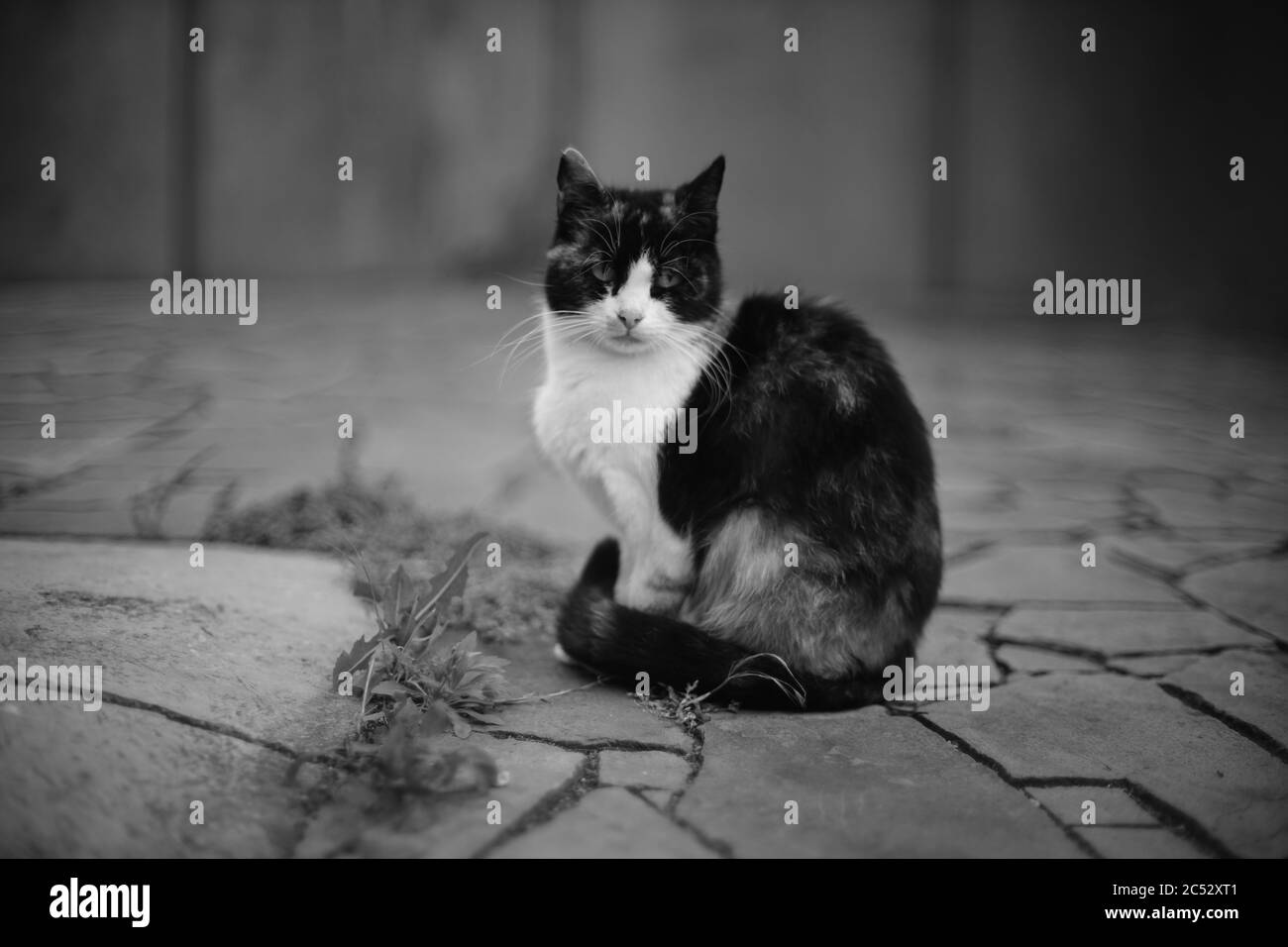 Cat sitting on the wild stone floor outdoors. BW photo Stock Photo - Alamy