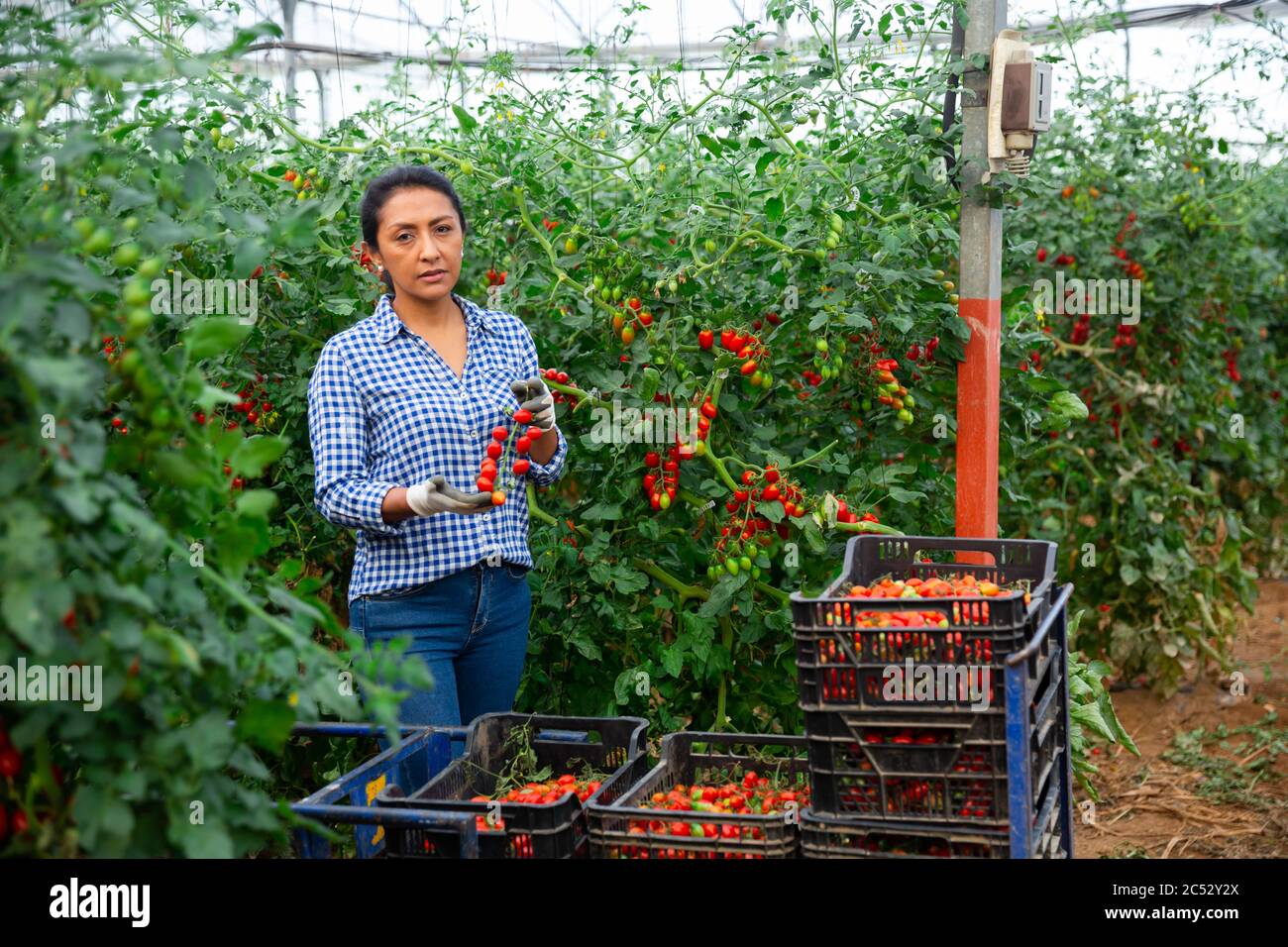 Positive latino woman harvesting fresh red tomatoes in greenhouse Stock ...