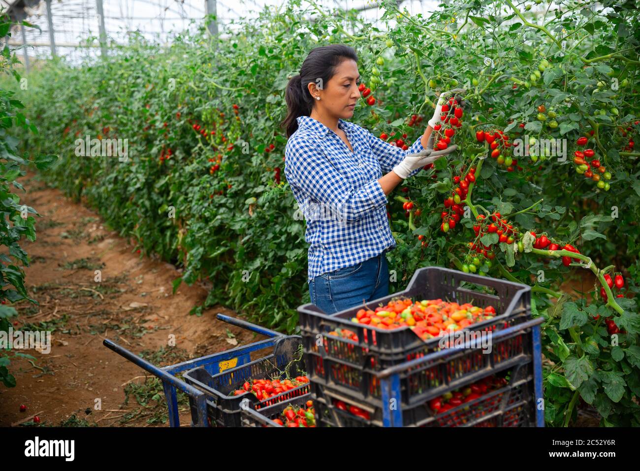 Female latino farmer puts red tomatoes in plastic box for sale in the ...