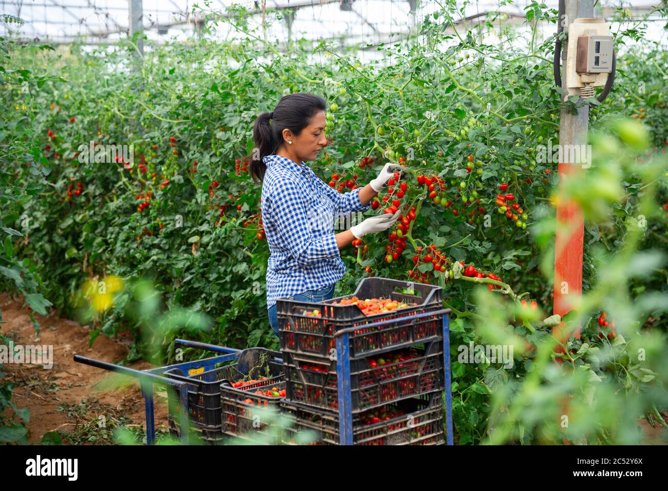 Positive latino woman harvesting fresh red tomatoes in greenhouse Stock ...
