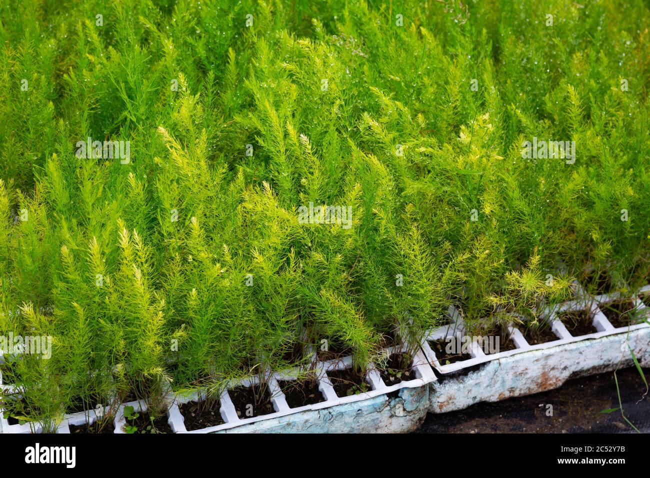 Closeup of fresh greenery of young Asparagus Fern seedlings grown in greenhouse Stock Photo
