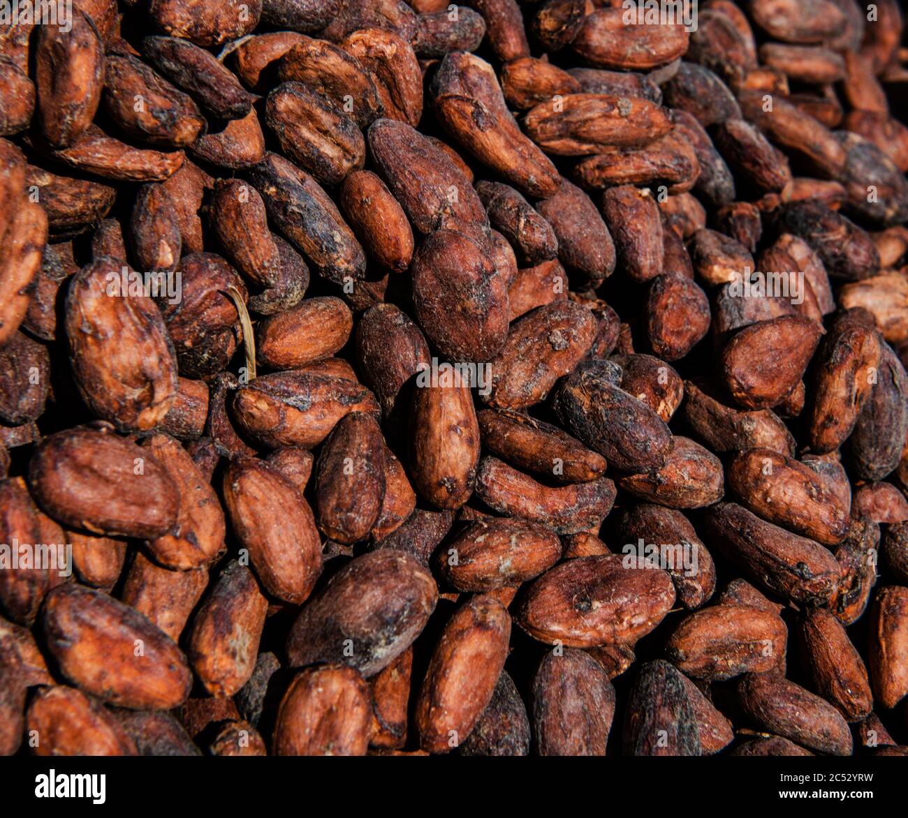 raw cocoa bean, Minca, Colombia, South America Stock Photo