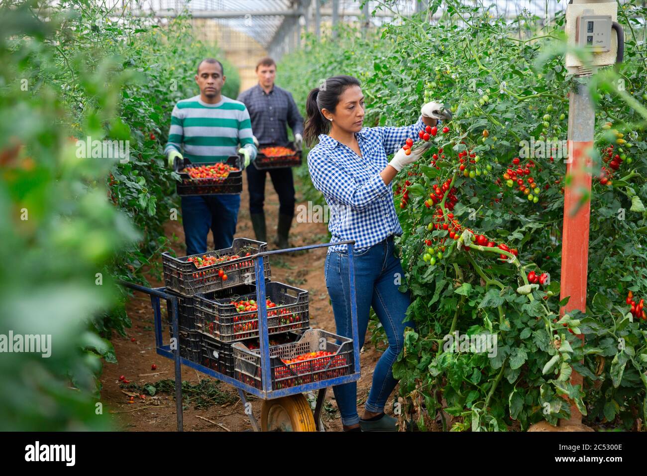 Colombian woman farmer hand harvesting crop of ripe red tomatoes in ...