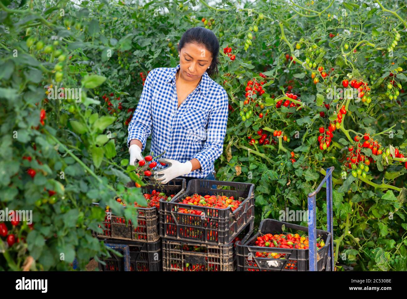 Positive latino woman harvesting fresh red tomatoes in greenhouse Stock ...