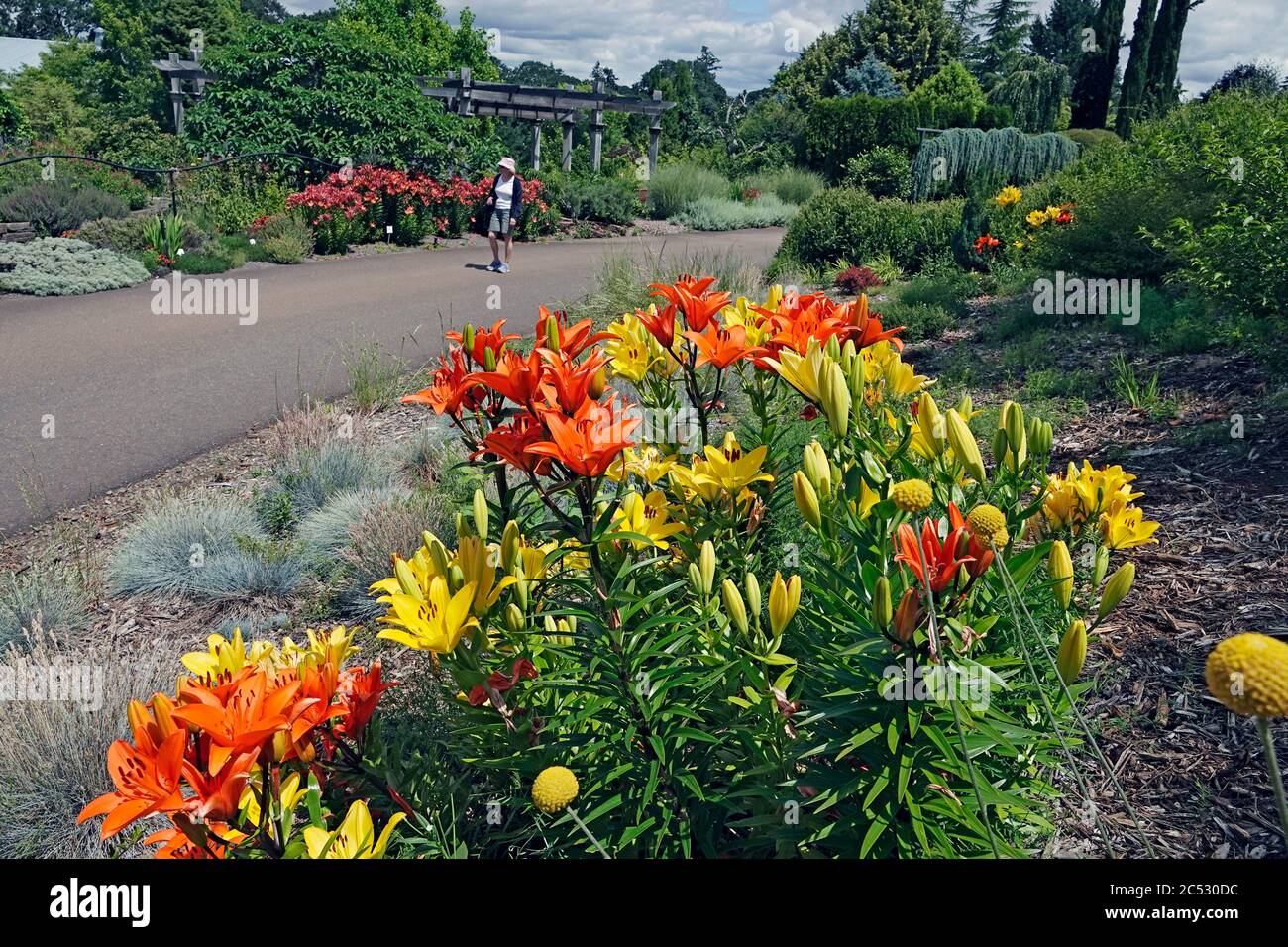 A visitor strolls through the flower displays at the Oregon Garden near the small town of Silverton, Oregon. Stock Photo