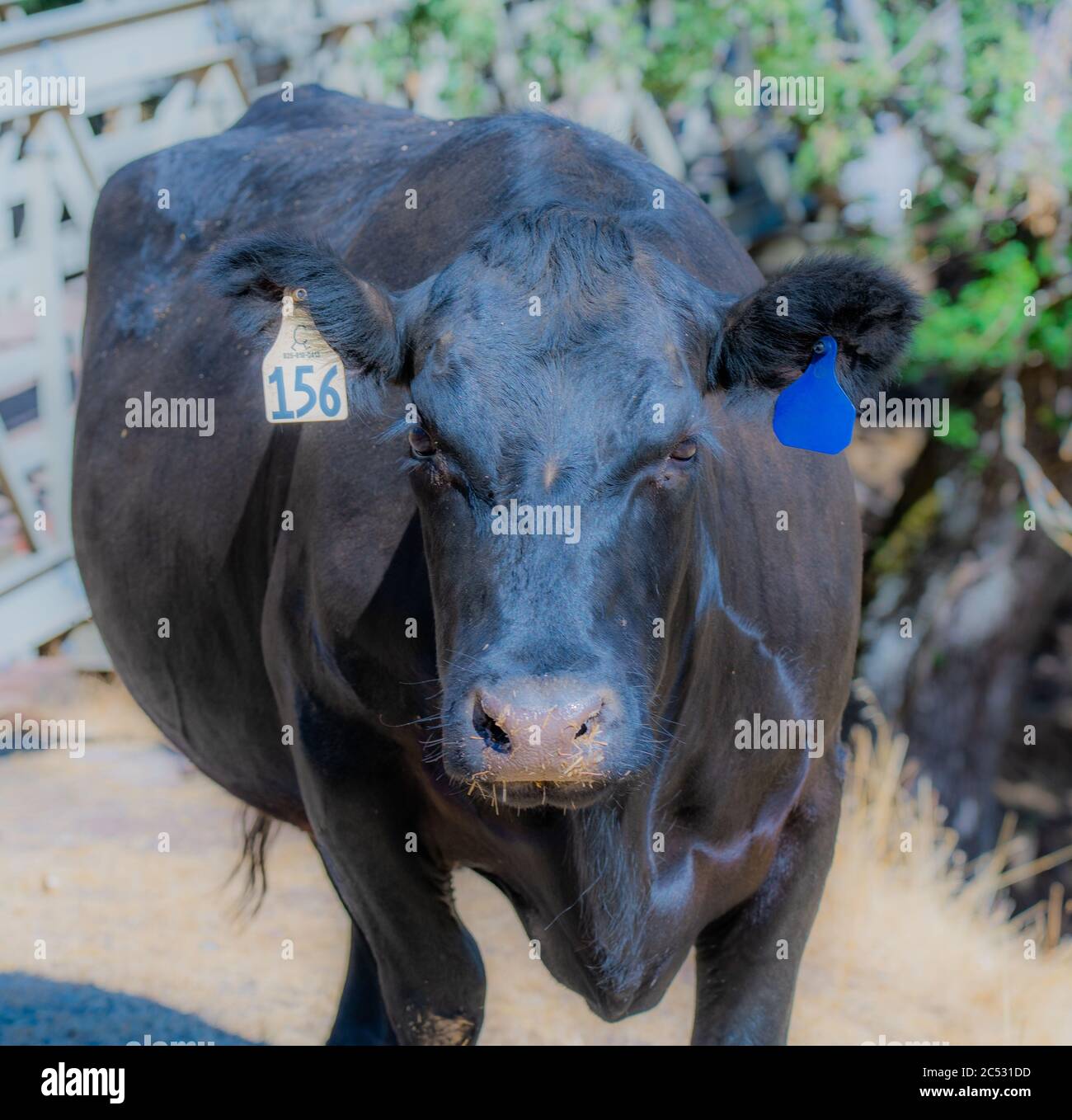 Black cow with special code number stamped on his ears Stock Photo - Alamy