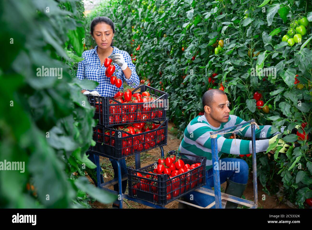 Latino male and female workers gathering crop of tomatoes in glasshouse ...
