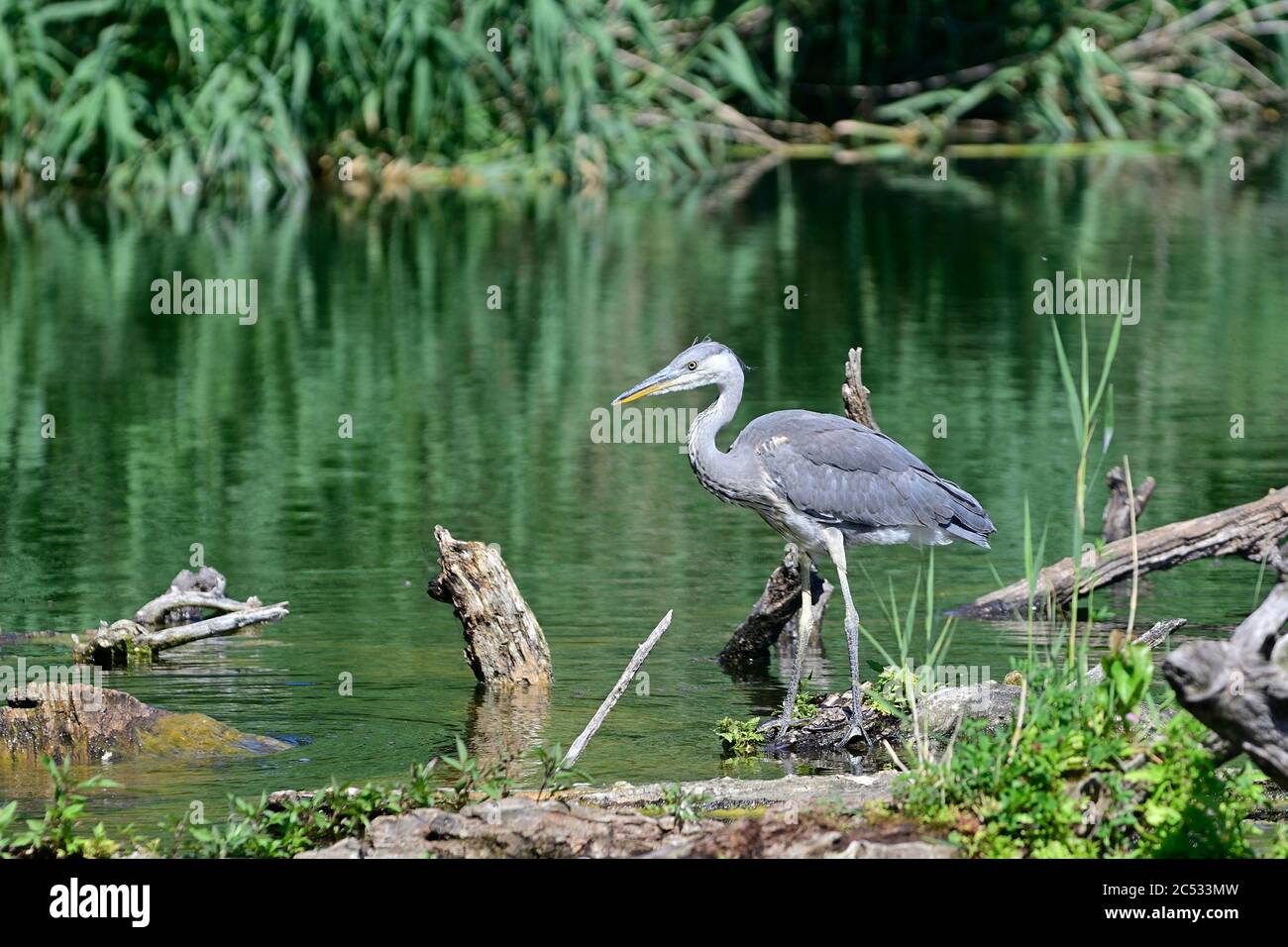 Vienna, Austria. Floridsdorfer water park in Vienna. Gray heron   (Ardea cinerea). Stock Photo