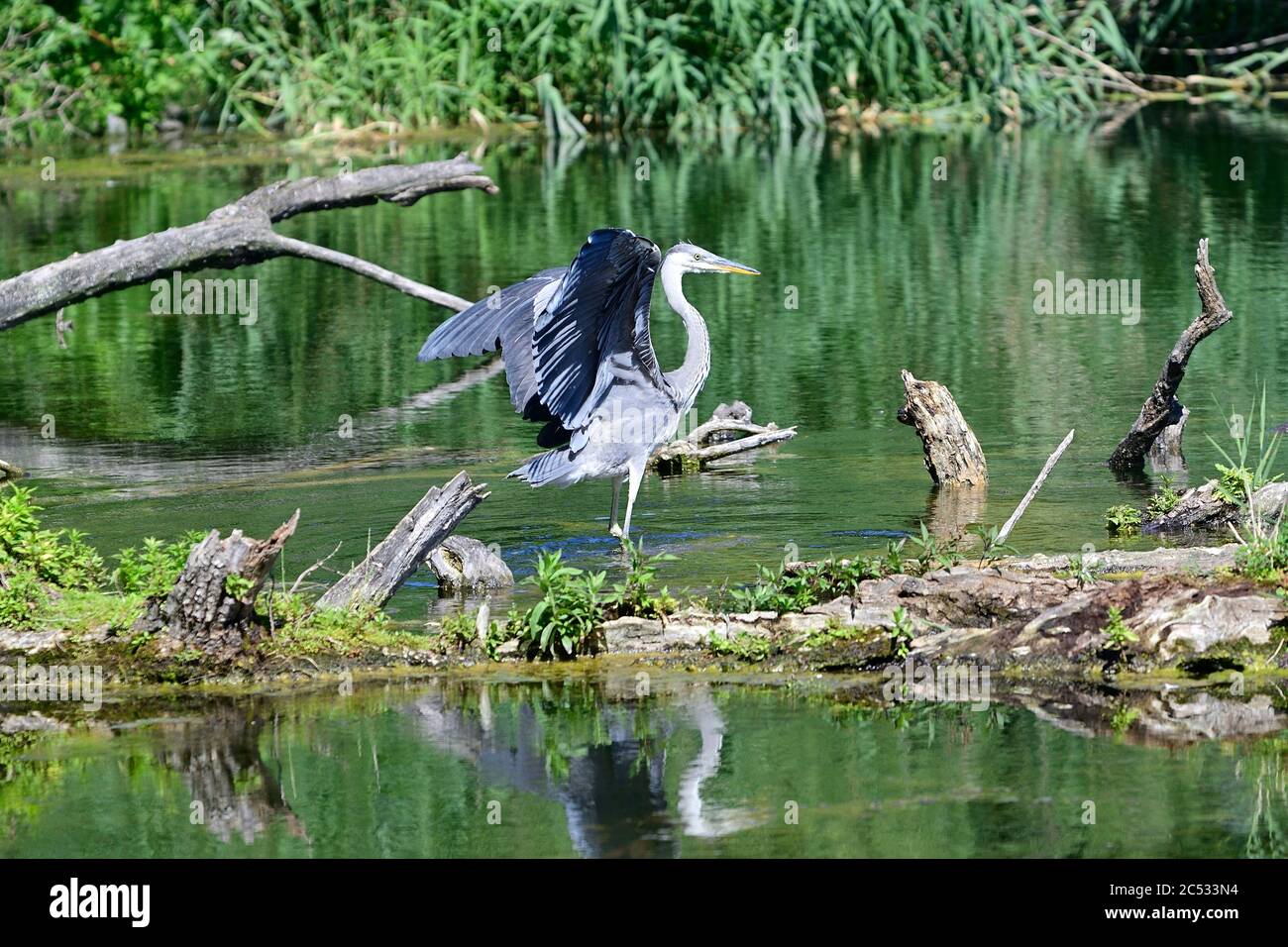 Vienna, Austria. Floridsdorfer water park in Vienna. Gray heron   (Ardea cinerea). Stock Photo
