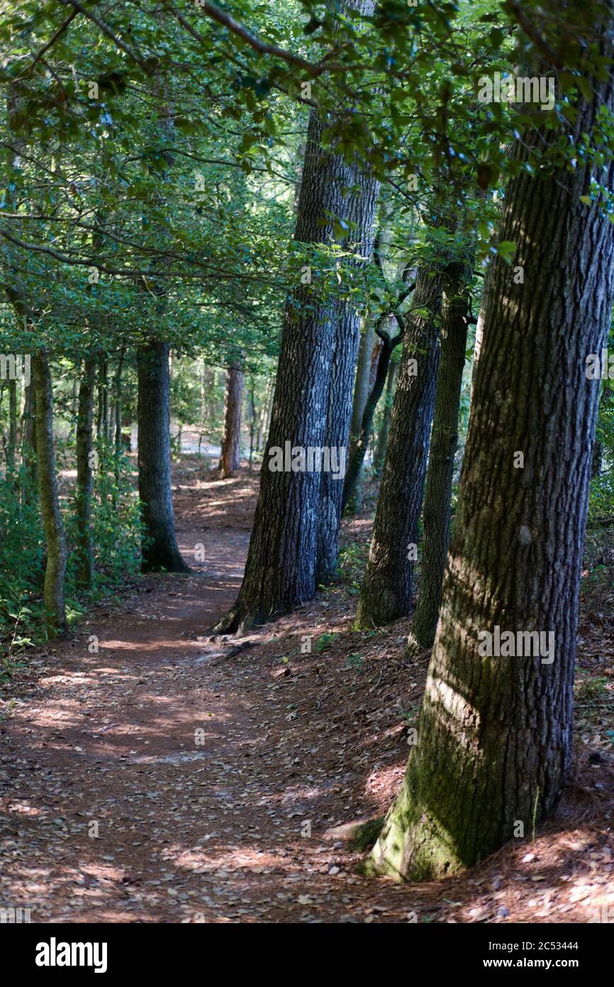 A walk along a forest path in Trap Pond, Laurel, DE. Stock Photo