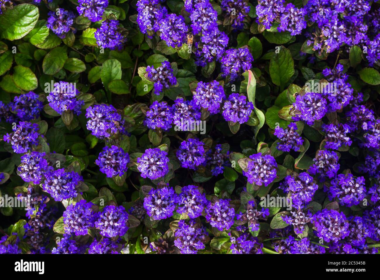 Ajuga reptans It is an herbaceous flowering plant, native to Europe.shot from above, floral blue background Stock Photo