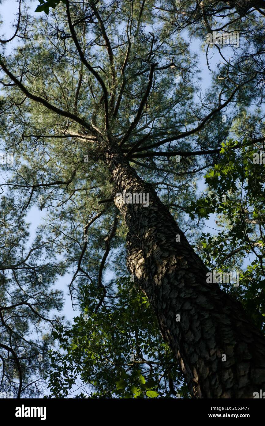 An upward view of a tree trunk into dense canopy. Stock Photo