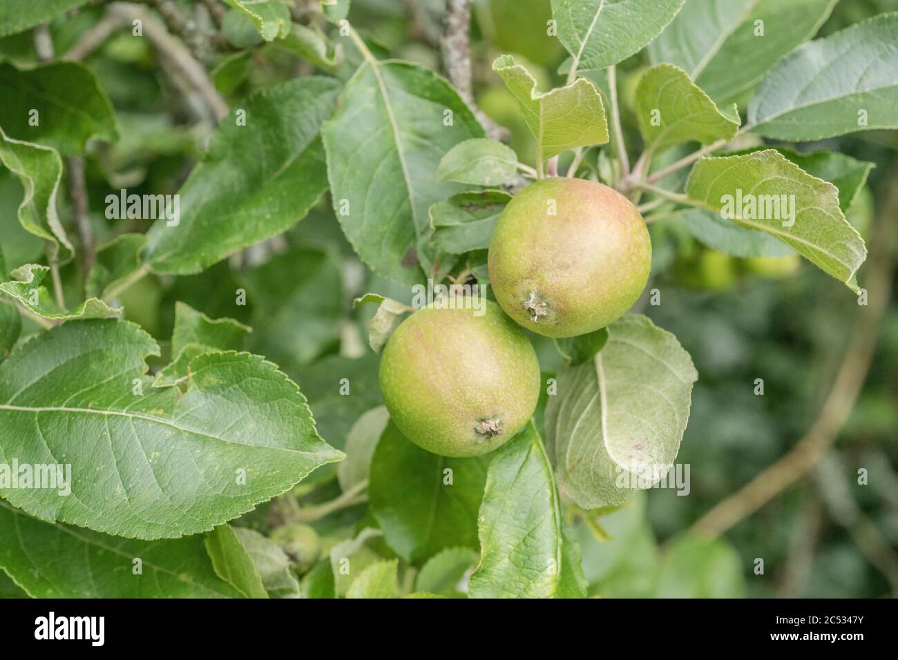 Apple malus malus domestica sort hires stock photography and images