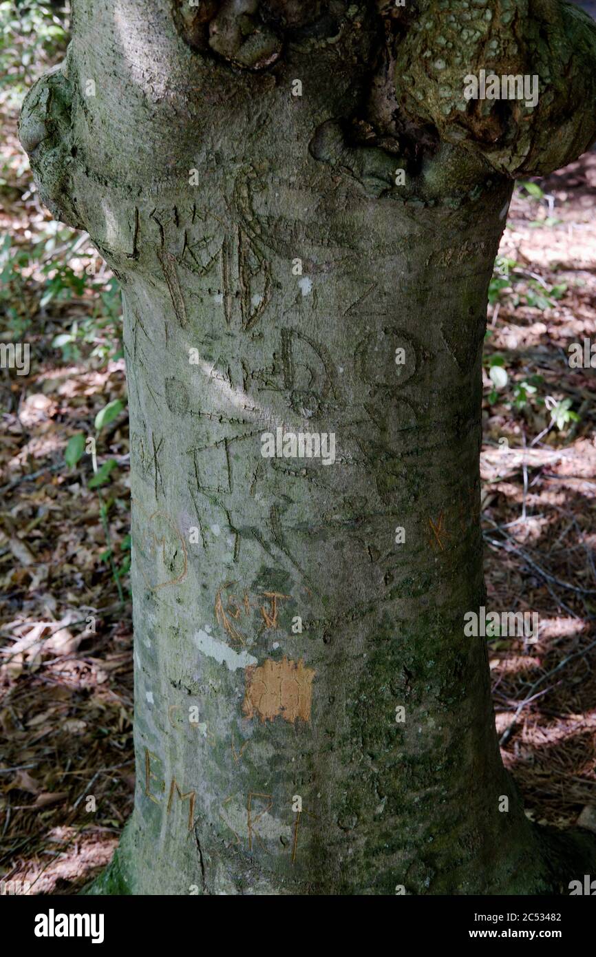 Close-up of an aged tree trunk scarred with initials carved by passers by. Stock Photo