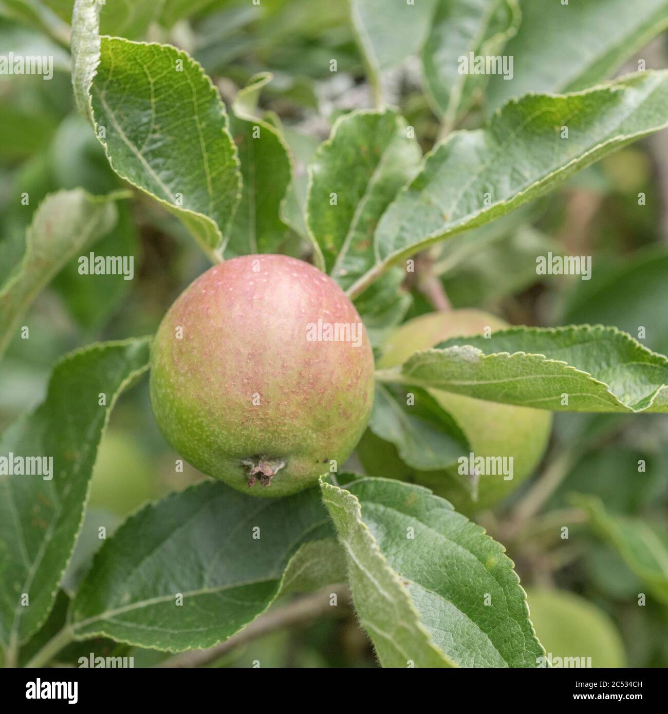 Malus sylvestris wild hires stock photography and images Alamy