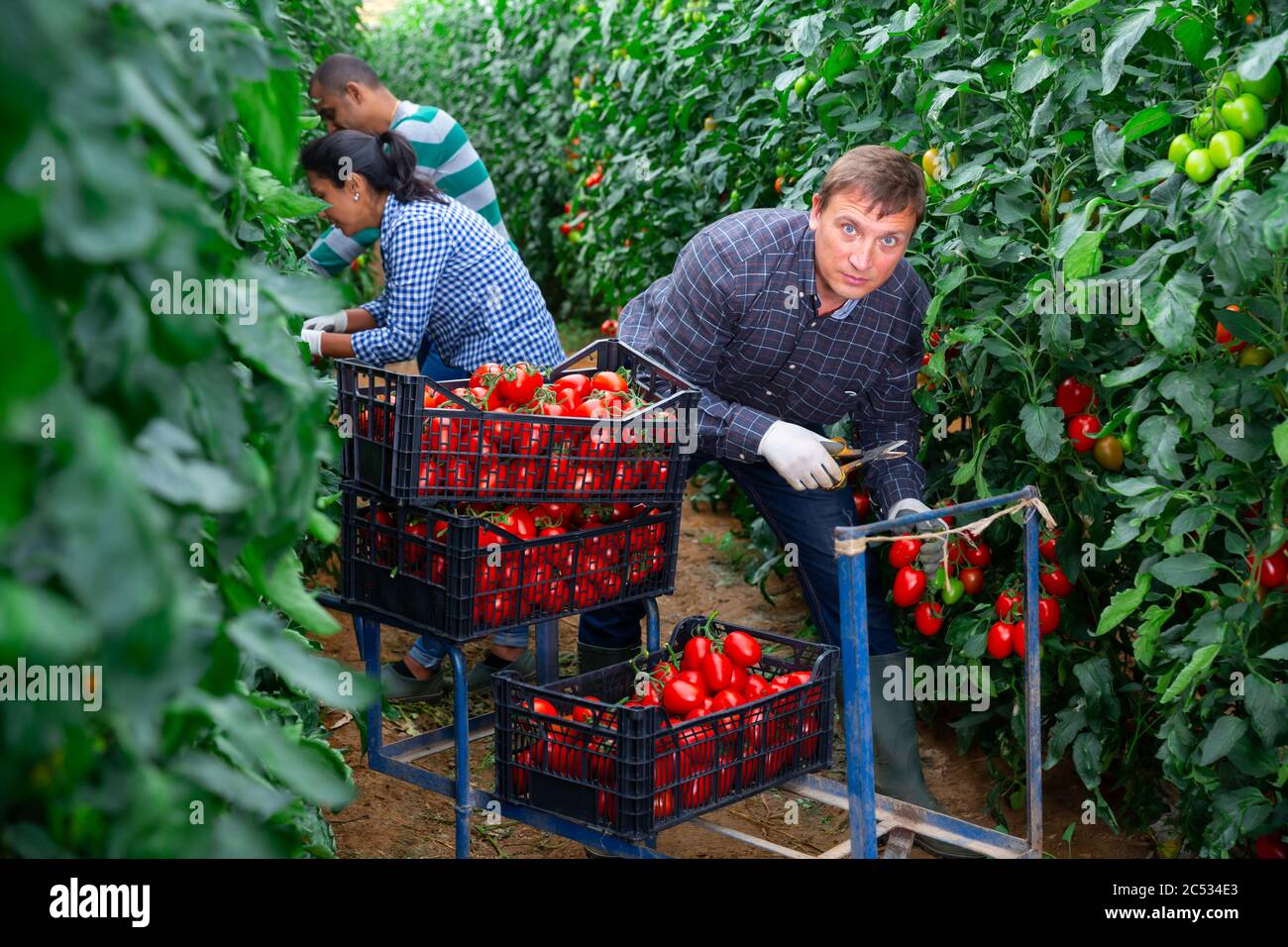 International farmer team harvesting red tomatoes in greenhouse Stock ...