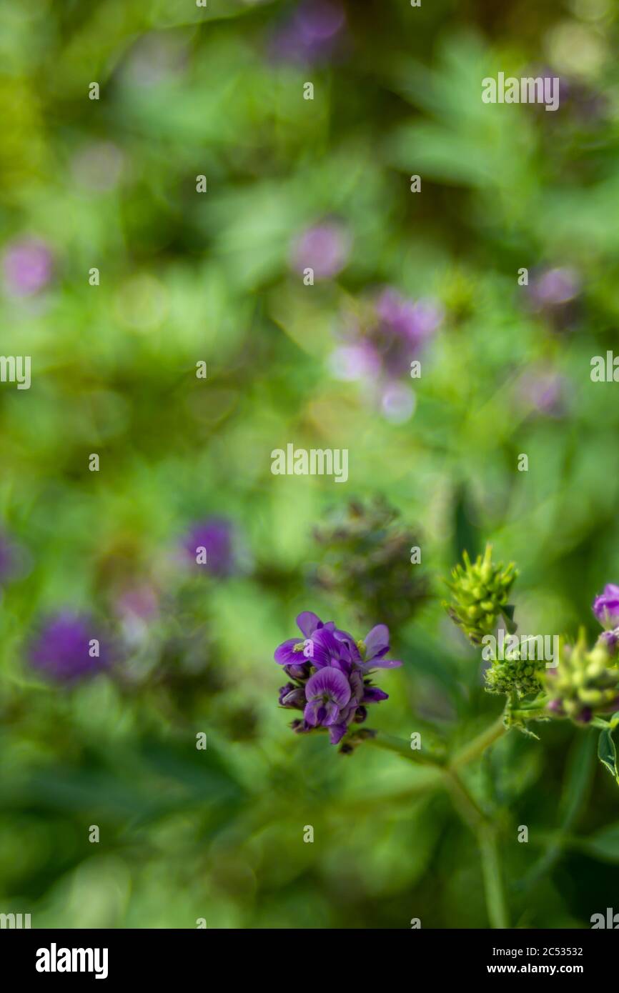 Purple wildflowers in summer in a green garden Stock Photo - Alamy