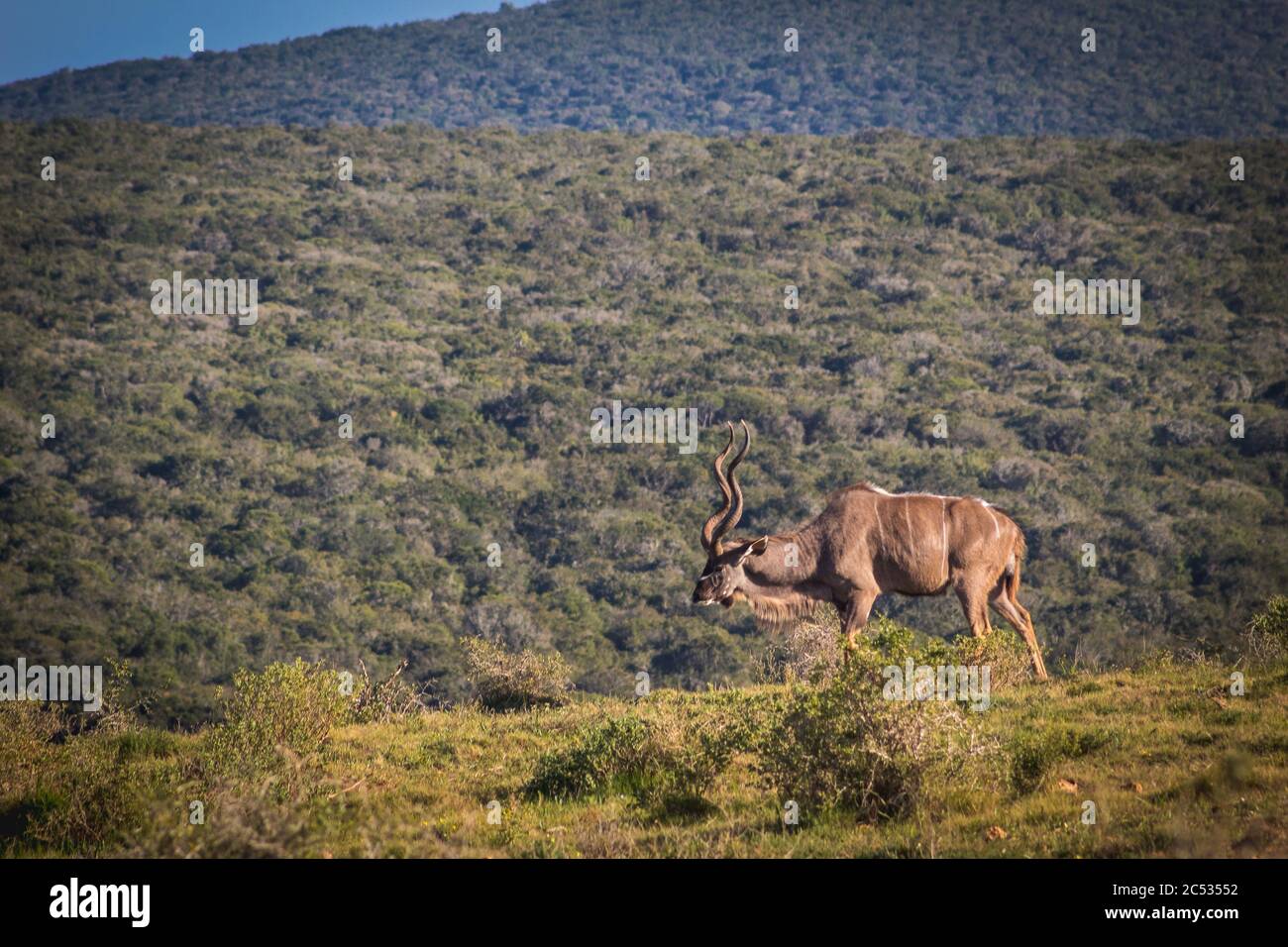 South africa savannah landscape hi-res stock photography and images - Alamy