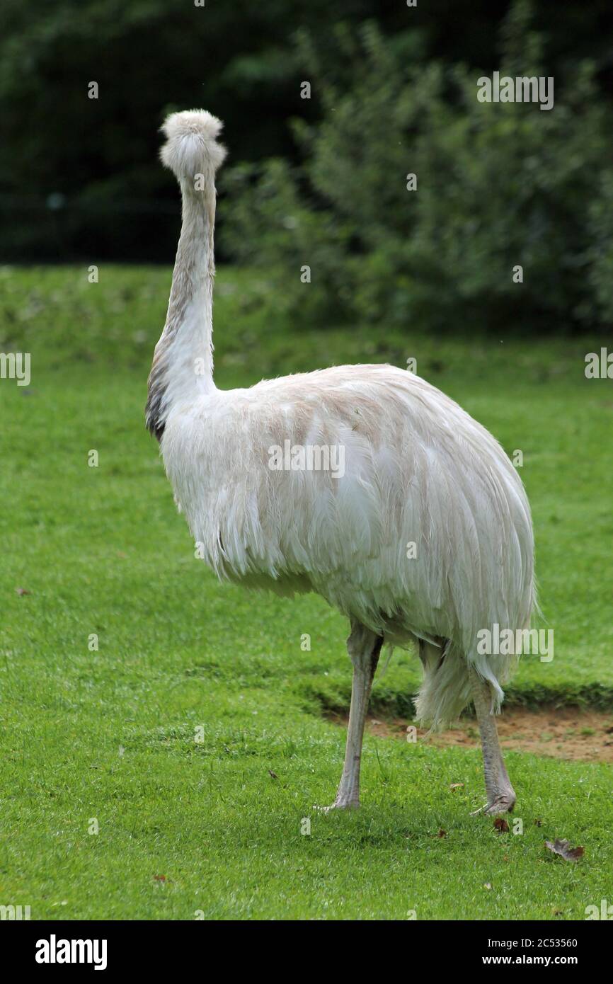 Nandu Stock Photo Alamy