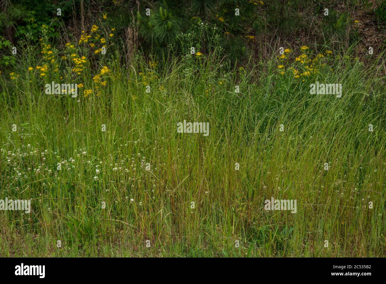 Layers of vibrant colors of wildflowers and tall grasses in an opened prairie with trees in the background in late springtime on a sunny day Stock Photo