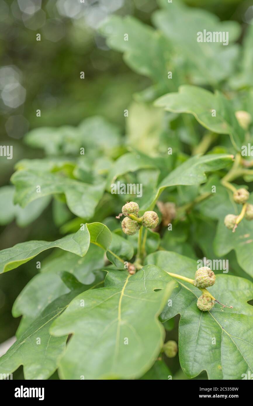 Small acorns forming on Pedunculate Oak / Quercus robur tree in Summer. Metaphor from little acorns grow, big things small beginnings. Used in cures Stock Photo