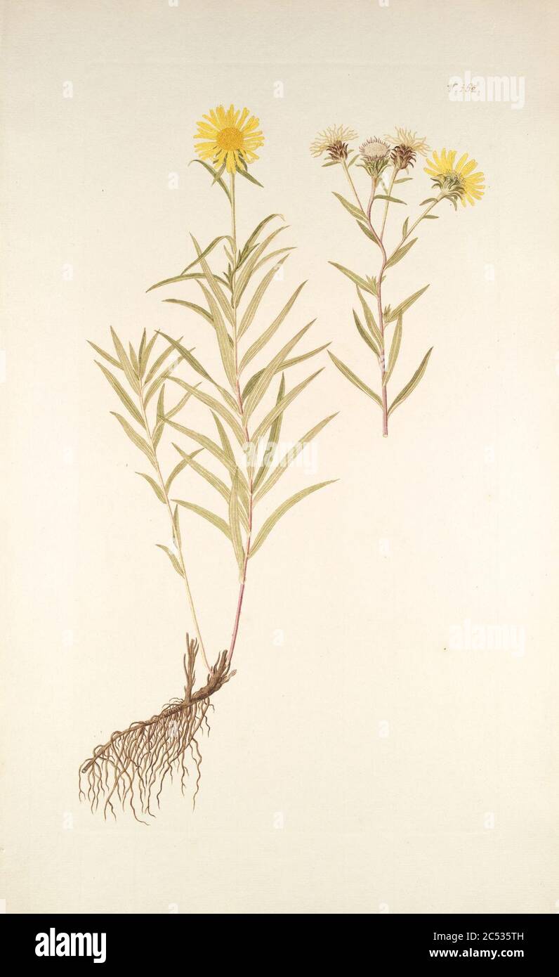 Inula ensifolia - 001x. Stock Photo