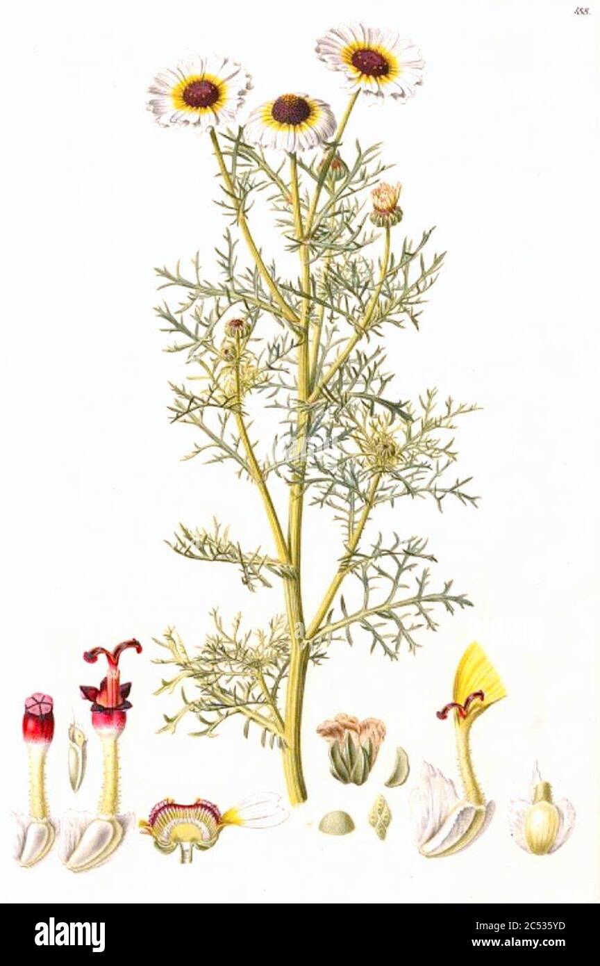 Ismelia carinata. Stock Photo