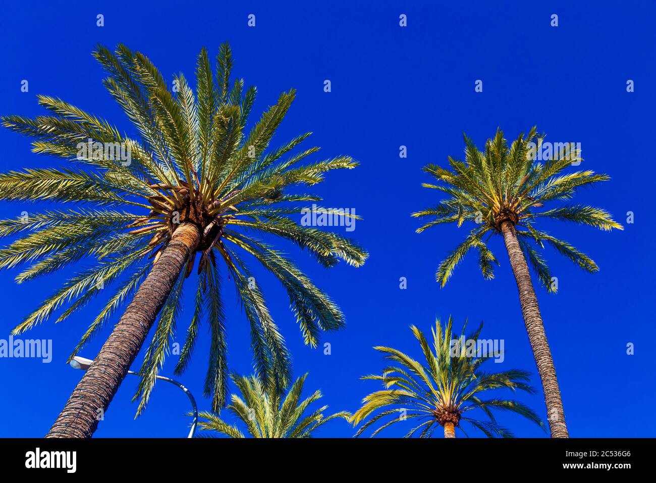 Palm trees in Palma, Mallorca, Spain Stock Photo