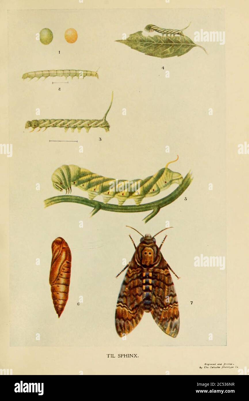 Insect reference plate hi-res stock photography and images - Alamy