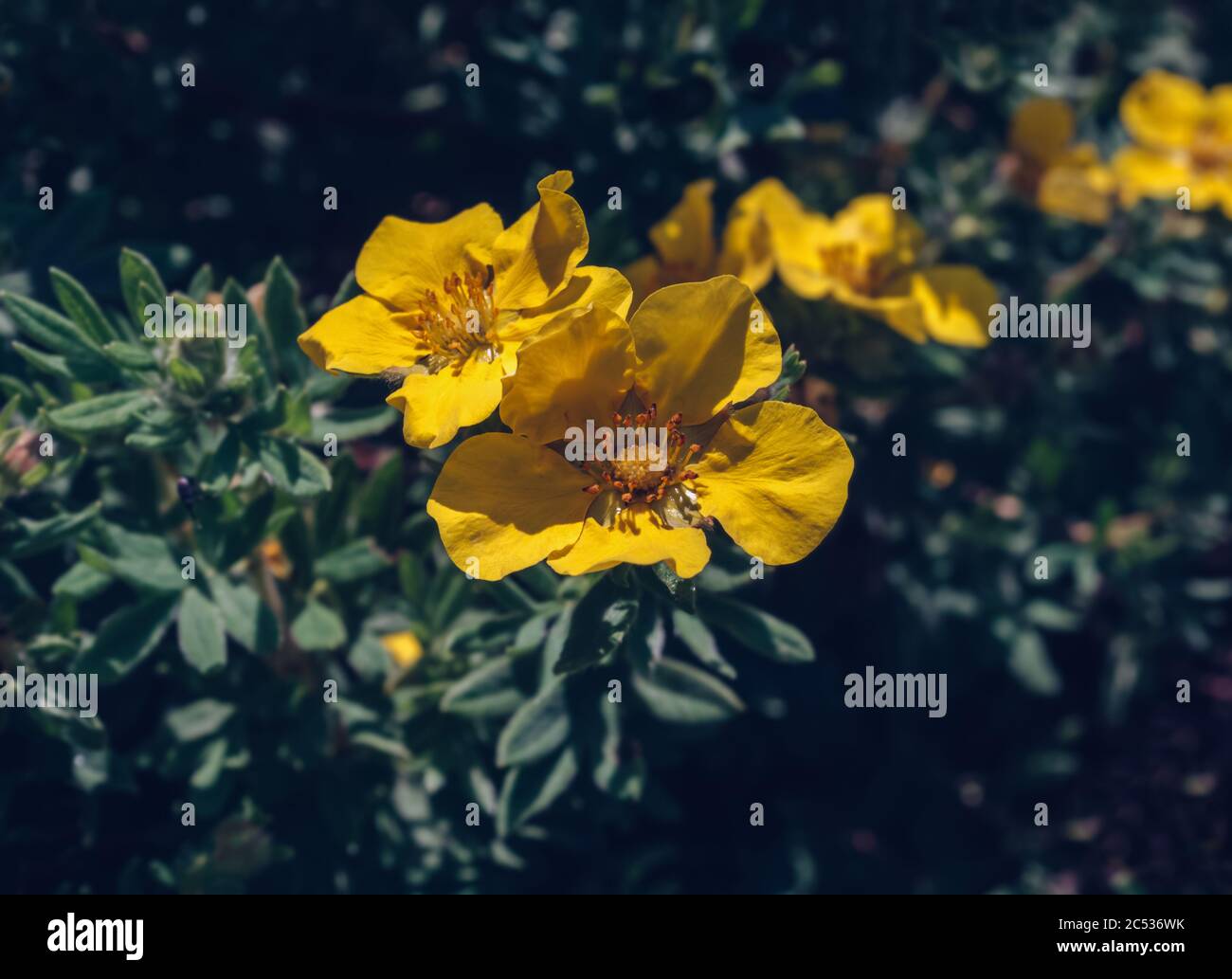 close up view of blooming yellow cinquefoil  flowers with dark green background Stock Photo