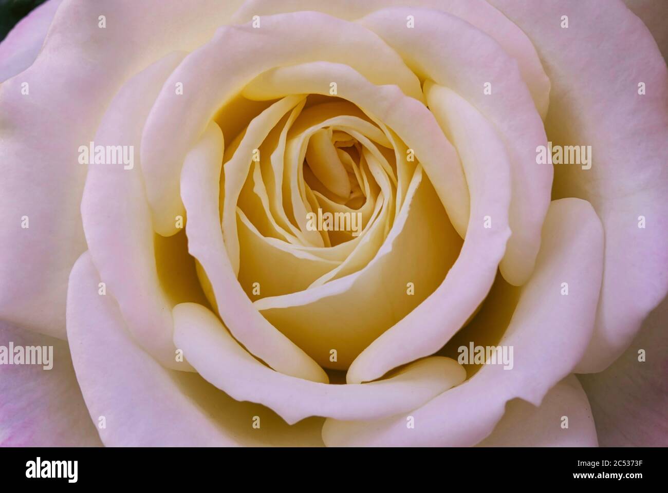 Macro photo of a soft pink rose center. Stock Photo