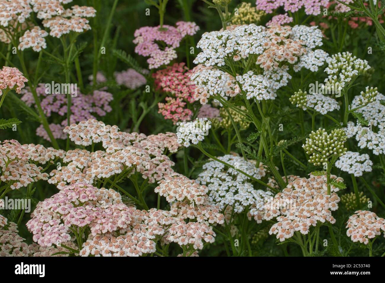 Closeup of pink and white common yarrow flowers Stock Photo - Alamy