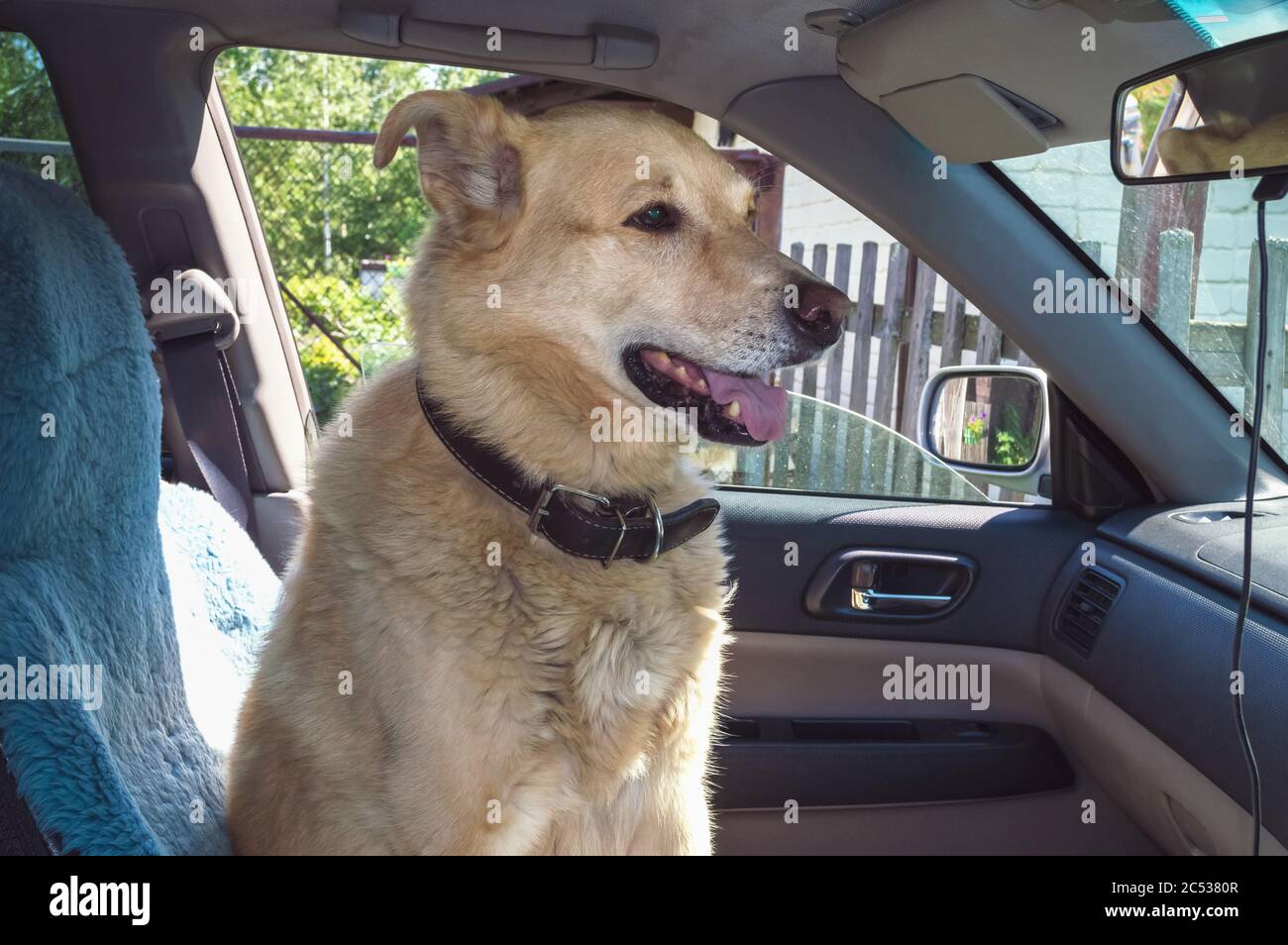 dog travelling in the car and sitting on the passengers seat Stock