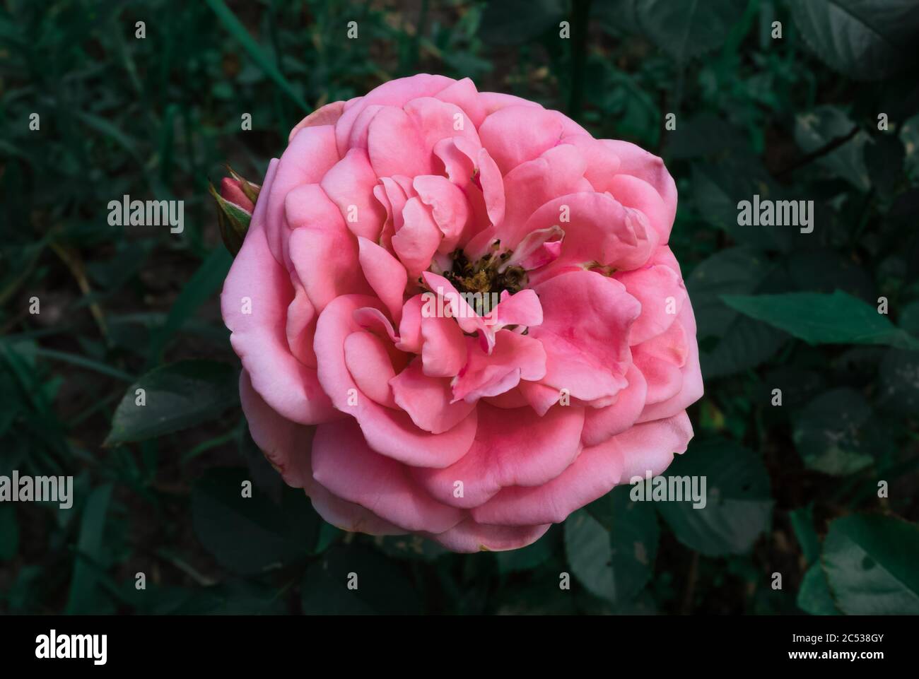 pretty and opulent baby pink rose in bloom with bud and dark green