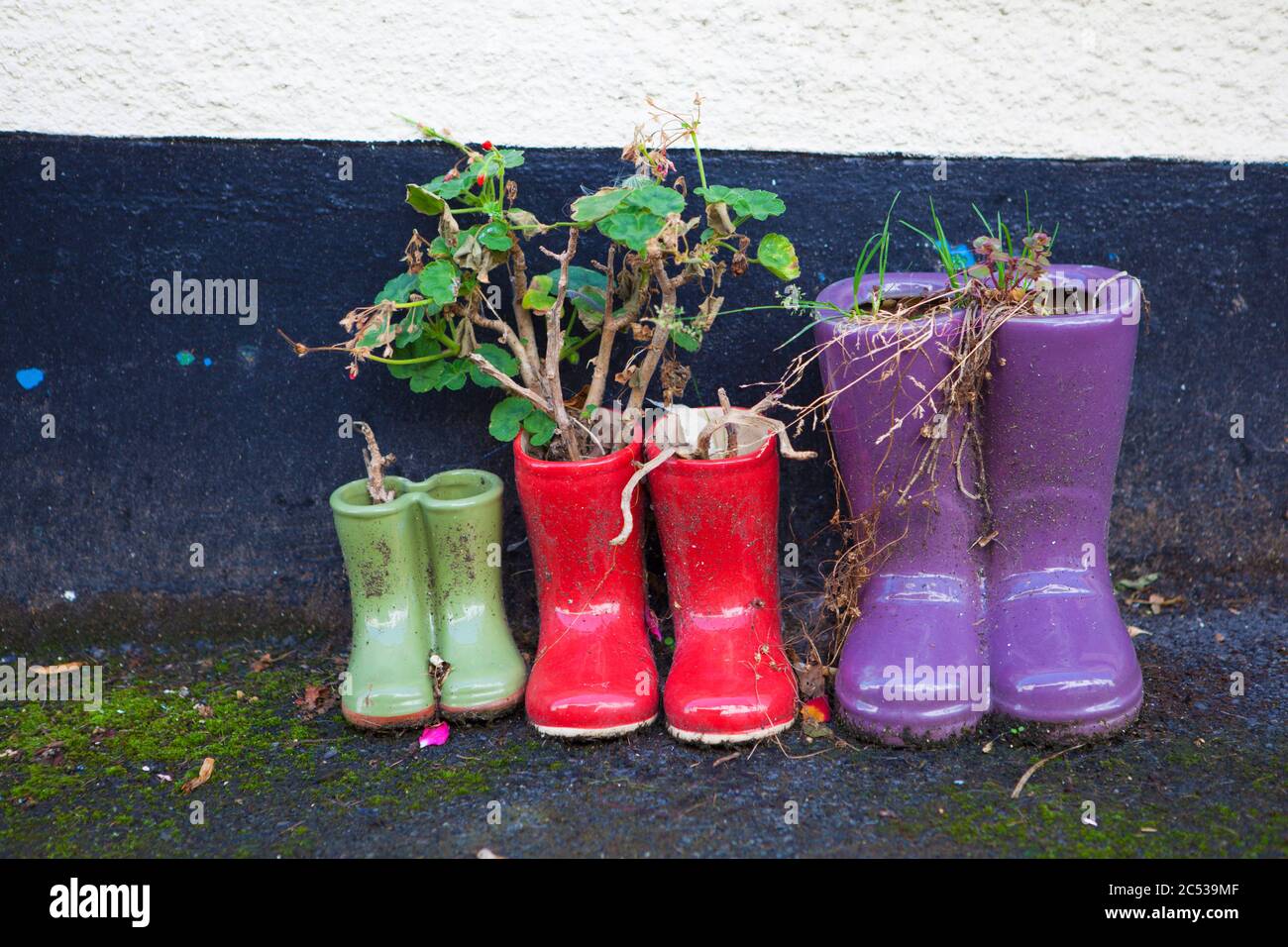 Wellington boot flower pots Stock Photo