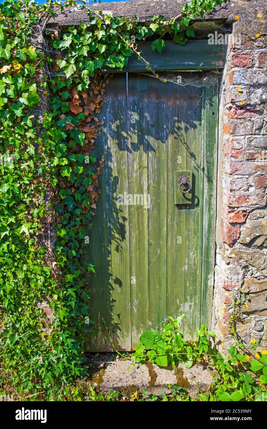 Green doorway surrounded by Ivy Stock Photo
