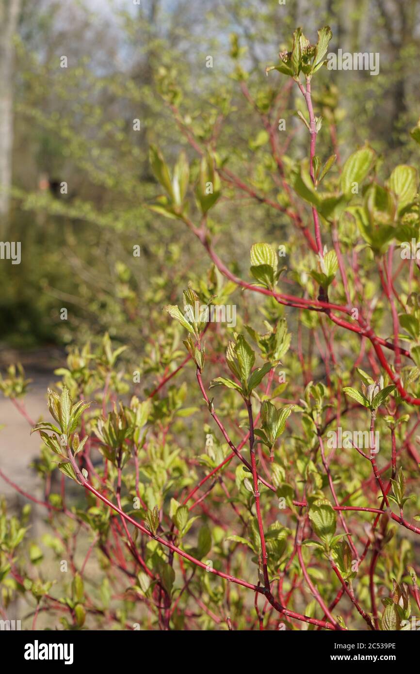 Selective focus shot of the green tree leaves with a nature background ...