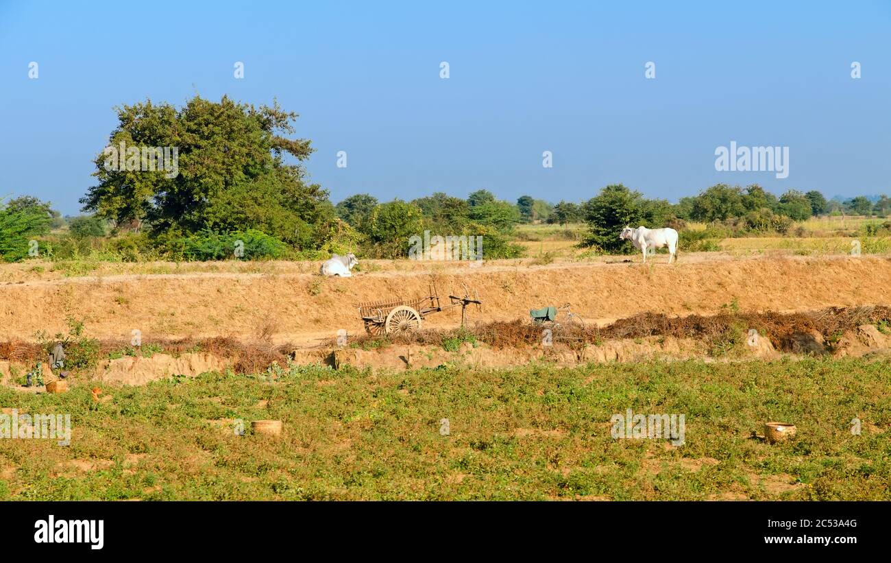 Two bulls and old wooden bullock cart. Myanmar. Stock Photo