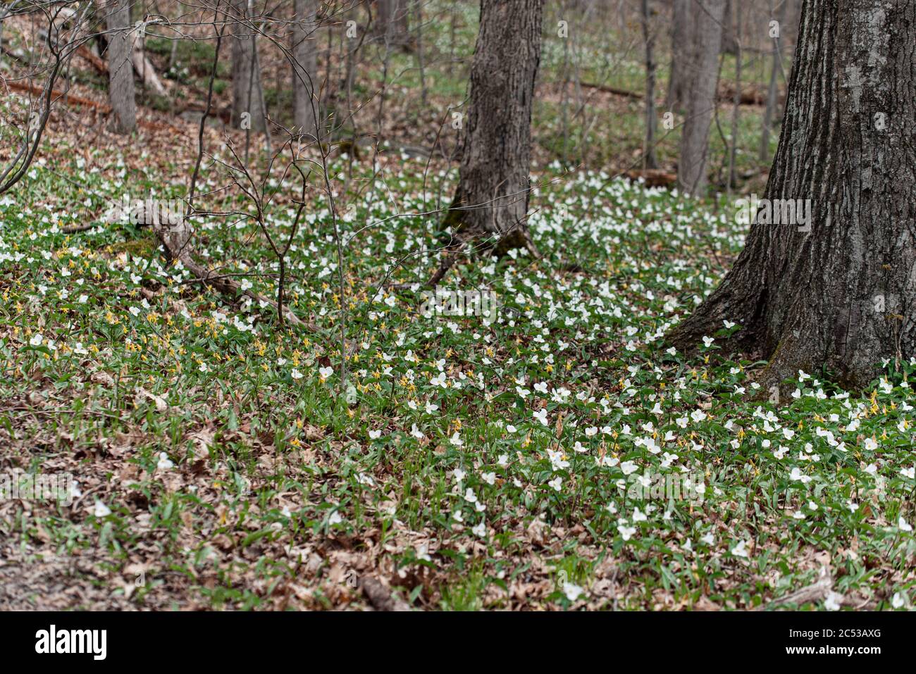 Carpet of trillium flowers blooming in the forest in Ontario, Canada. Stock Photo