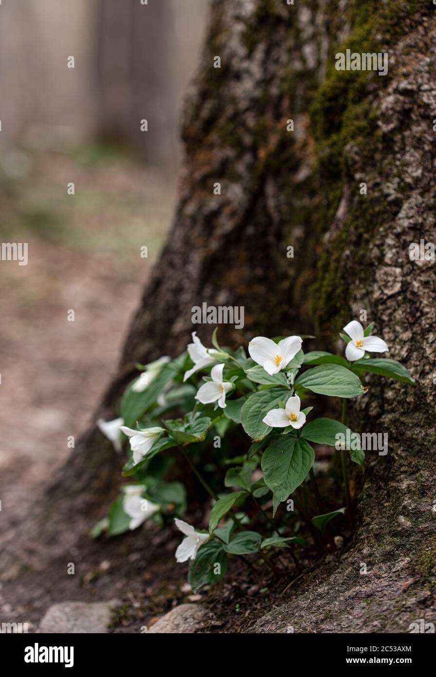 Cluster of trillium flowers blooming on the forest floor in Ontario. Stock Photo