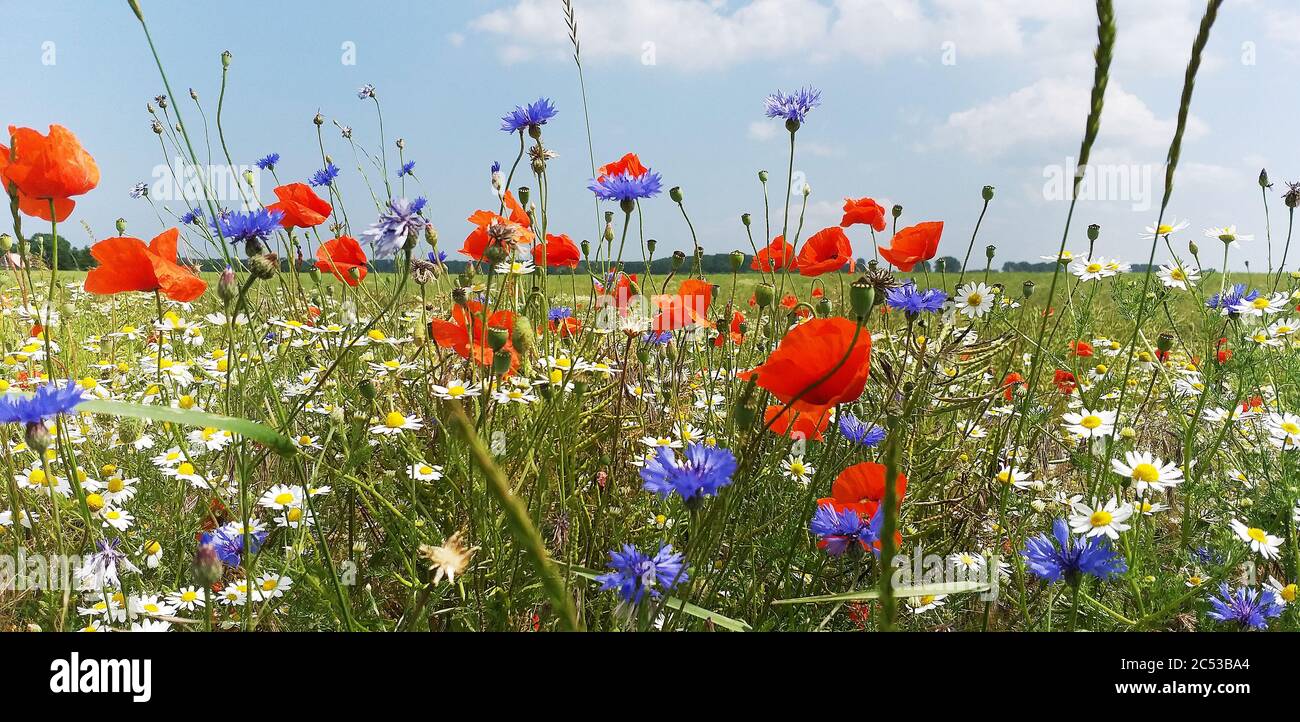Wild summer flowers beside grain fields in Mecklenburg Vorpommern, Germany Stock Photo