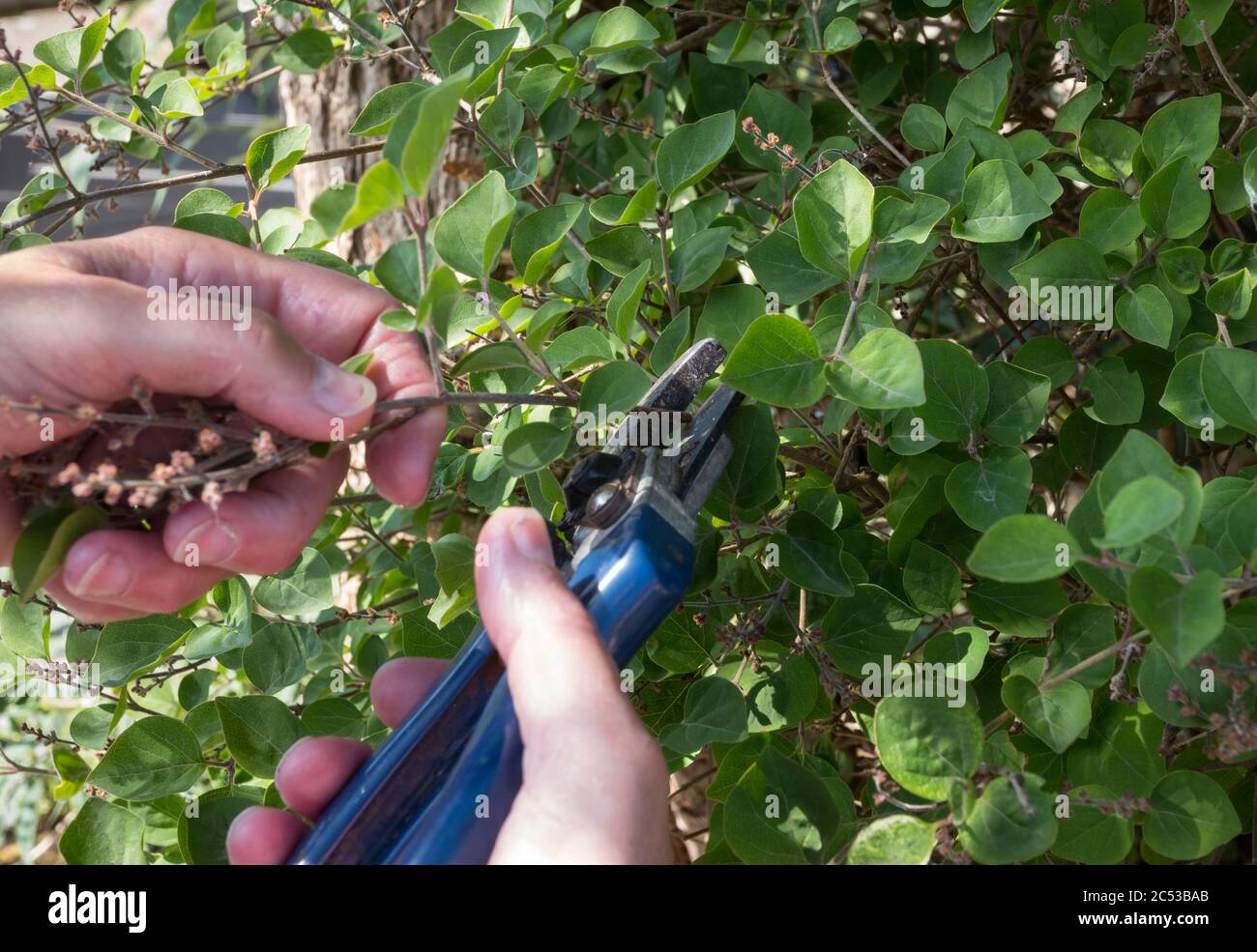 pruning plants like here a woman pruning a lilac with a pruning shears and removing the dead flowers Stock Photo