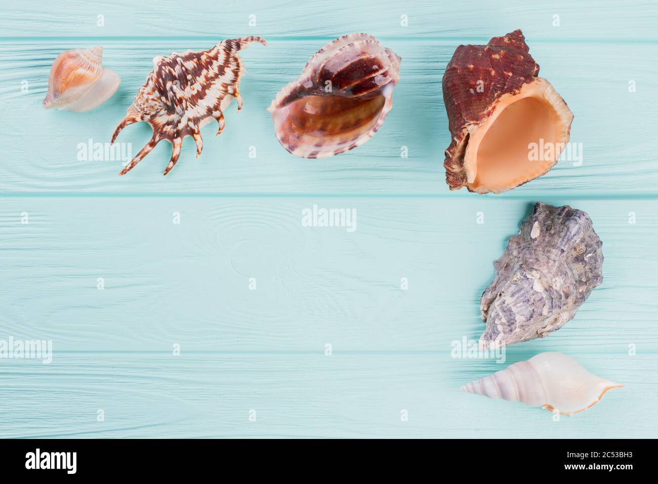 Different shaped seashells on a turquoise background. Stock Photo