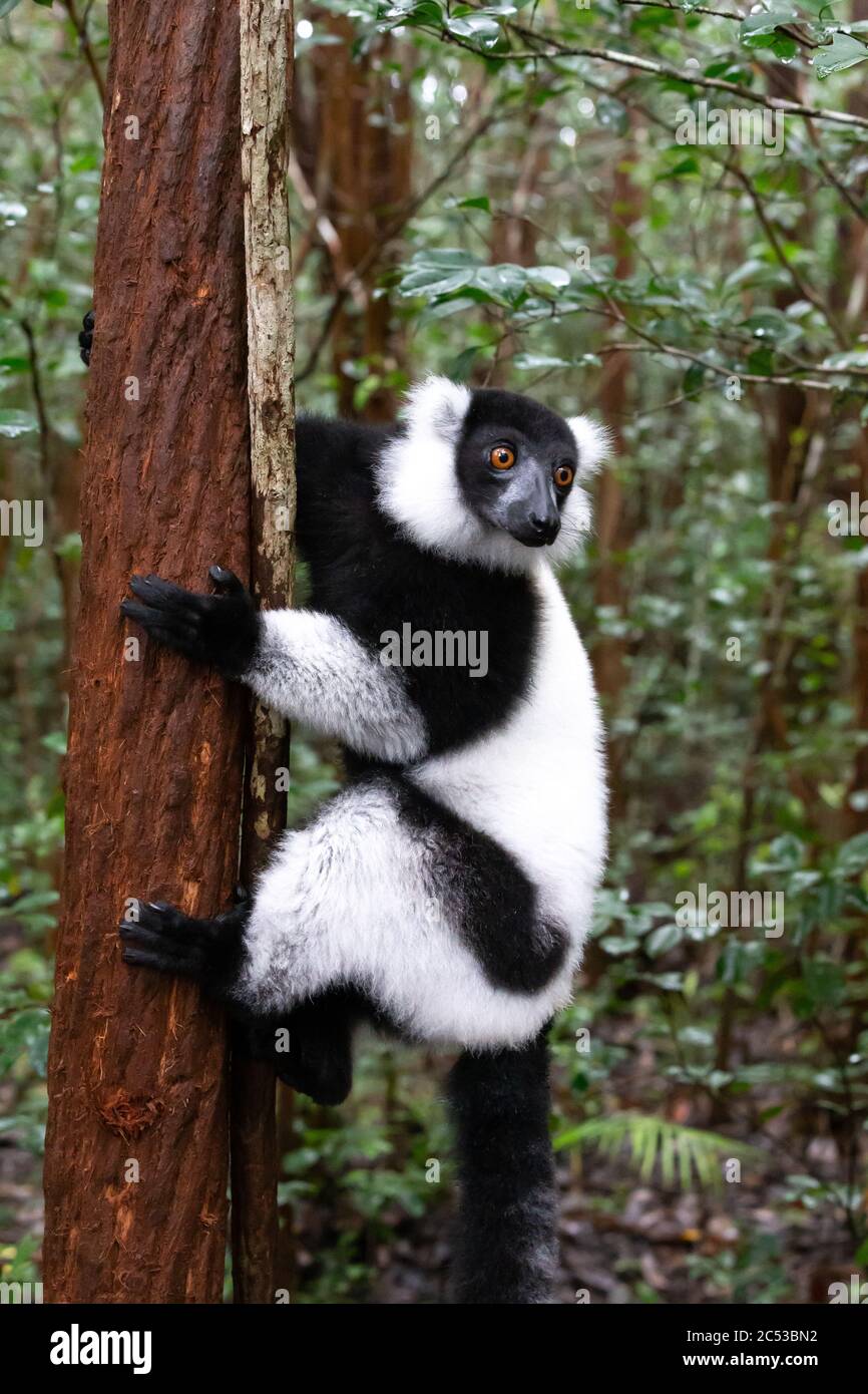One black and white lemur sits on the branch of a tree Stock Photo
