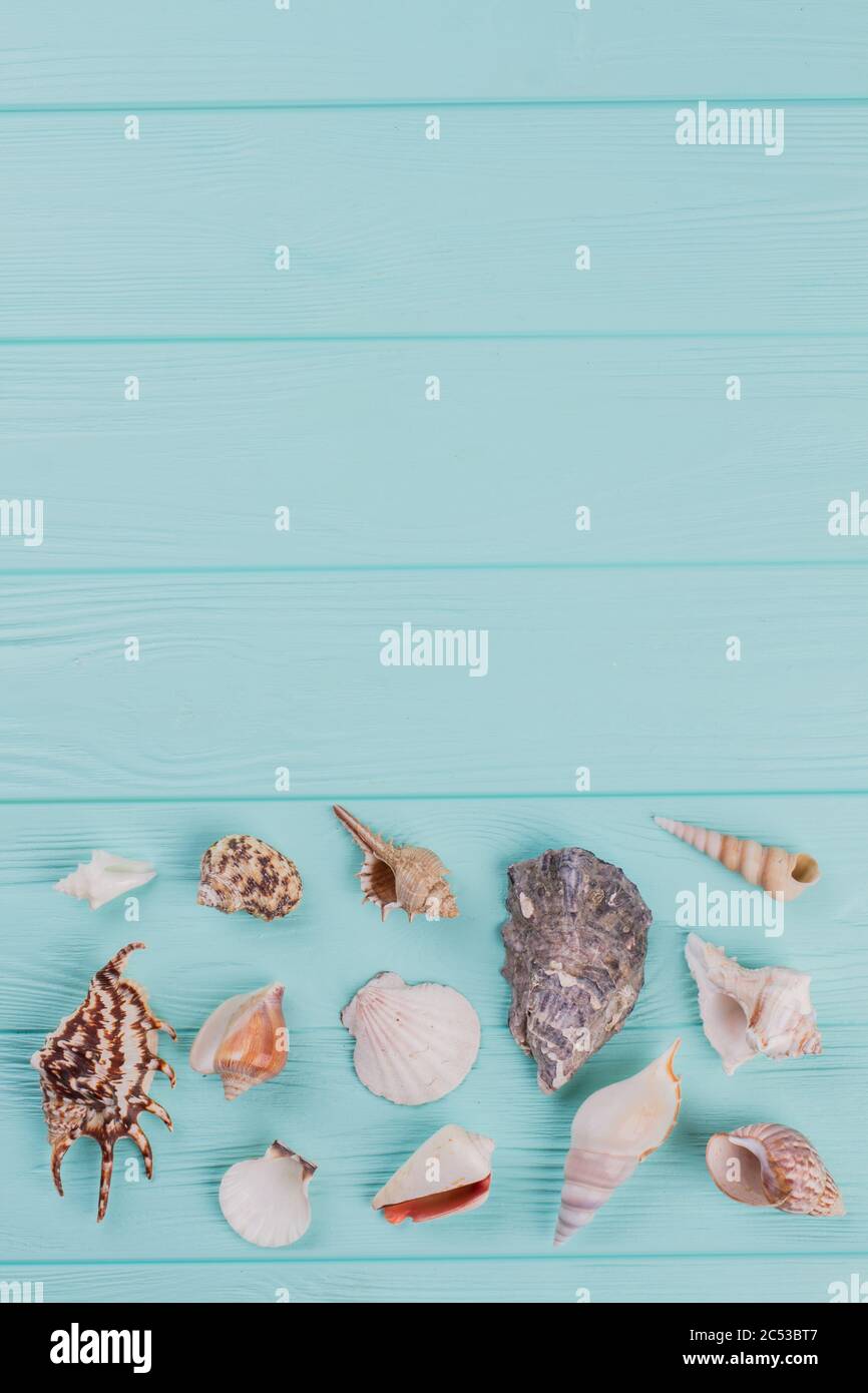 Frame of shells of various kinds on a blue background Stock Photo - Alamy